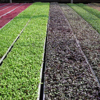 Biodegradable Substrate