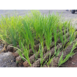 Coir Log Erosion Control