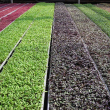 Biodegradable Substrate