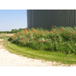 Biodegradable Grass Seed Mat