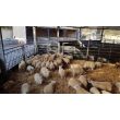 Agricultural Stokbord Lifestyle Image