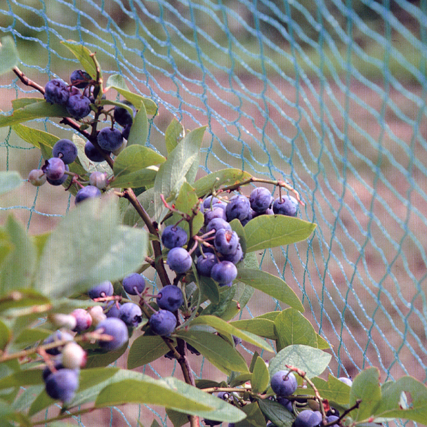 Anti Bird Netting