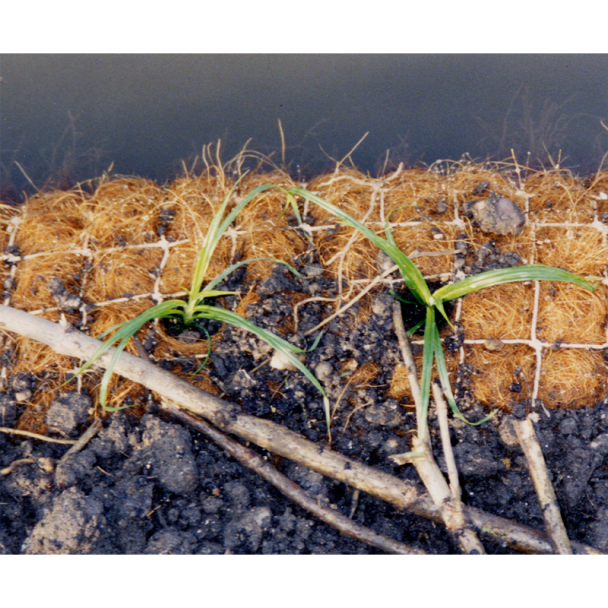 Coir Log Erosion Control