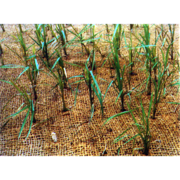 Coir Mesh