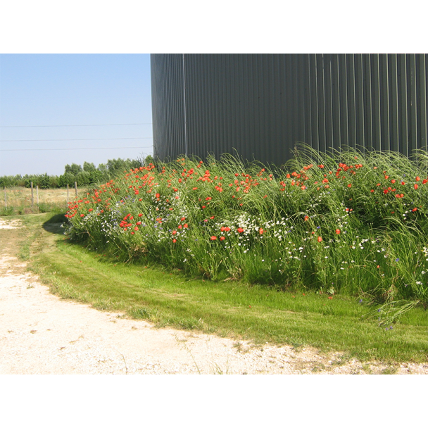 Biodegradable Grass Seed Mat