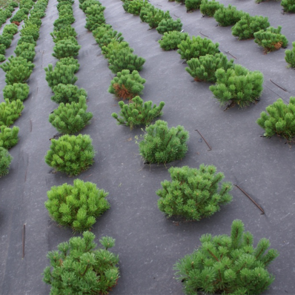 Biodegradable Weed Control Membrane